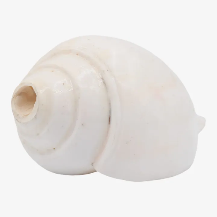 White Color Shankha (Sacred Conch) – Symbol of Purity, Prosperity & Divine Protection