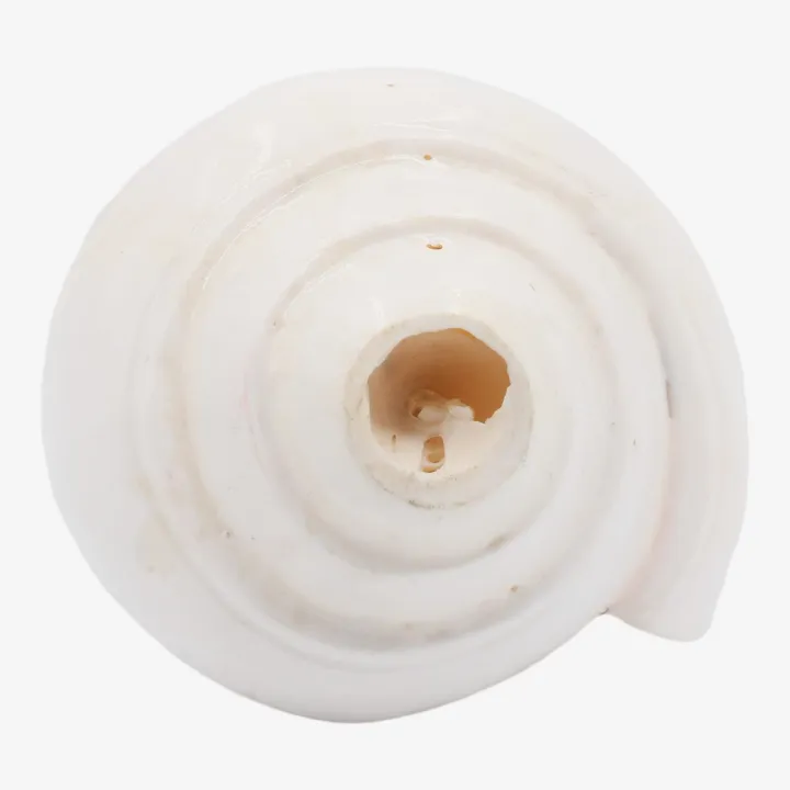 White Color Shankha (Sacred Conch) – Symbol of Purity, Prosperity & Divine Protection