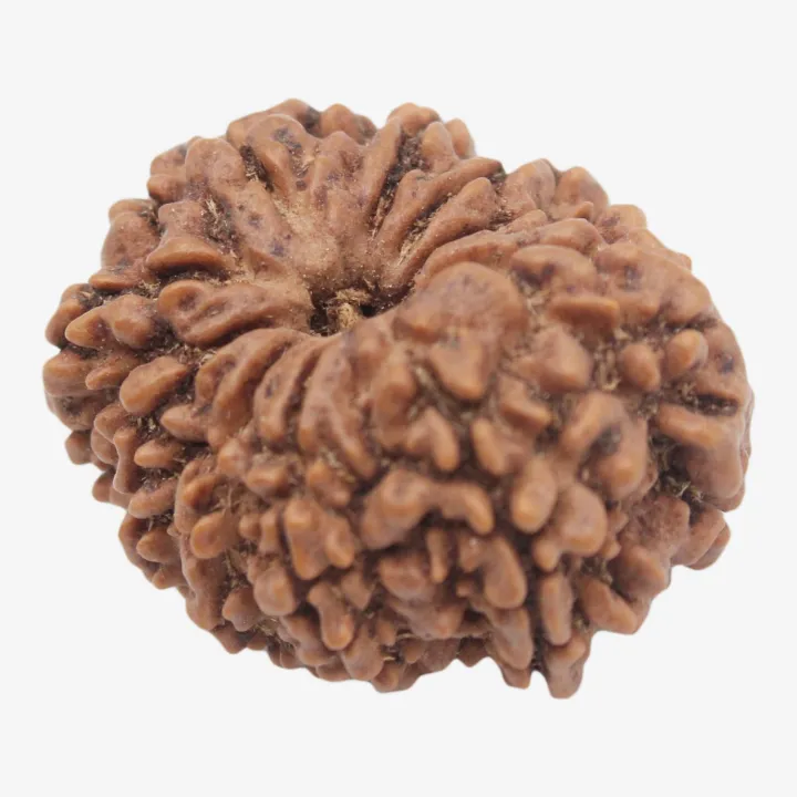 14 Mukhi Original Rudraksha Bead – Spiritual Power, Prosperity & Protection