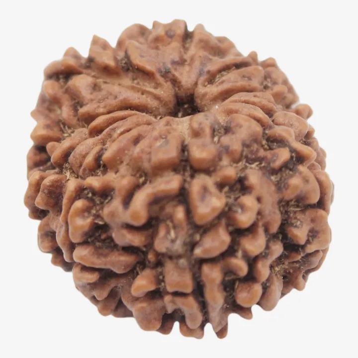 14 Mukhi Original Rudraksha Bead – Spiritual Power, Prosperity & Protection