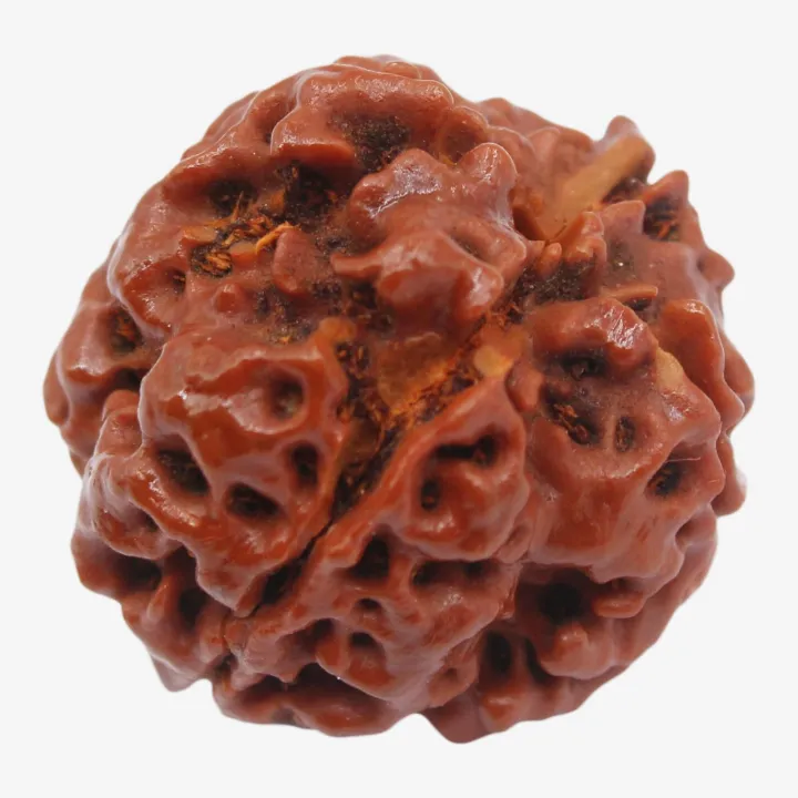 4 Mukhi Original Rudraksha Bead – Success, Health & Peace of Mind