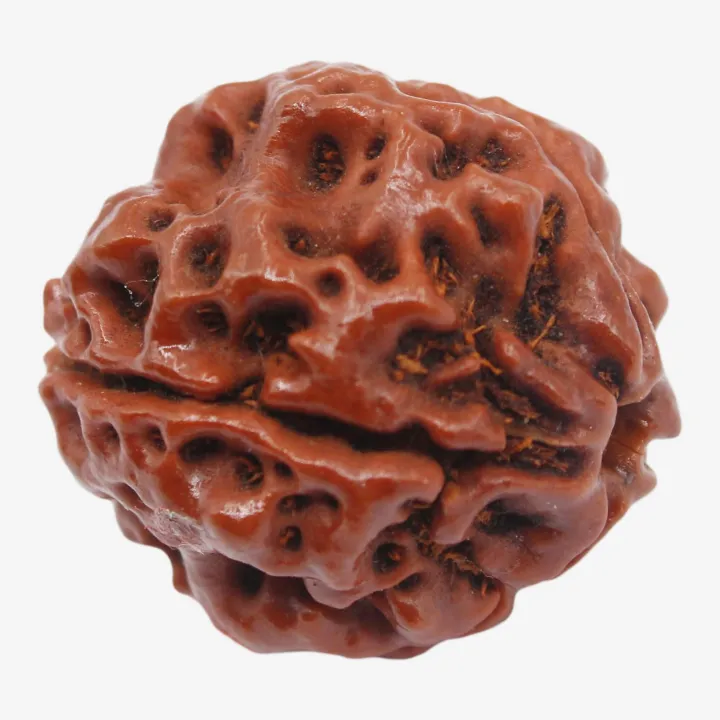 4 Mukhi Original Rudraksha Bead – Success, Health & Peace of Mind
